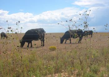 black cows grazing in field and sunflowers